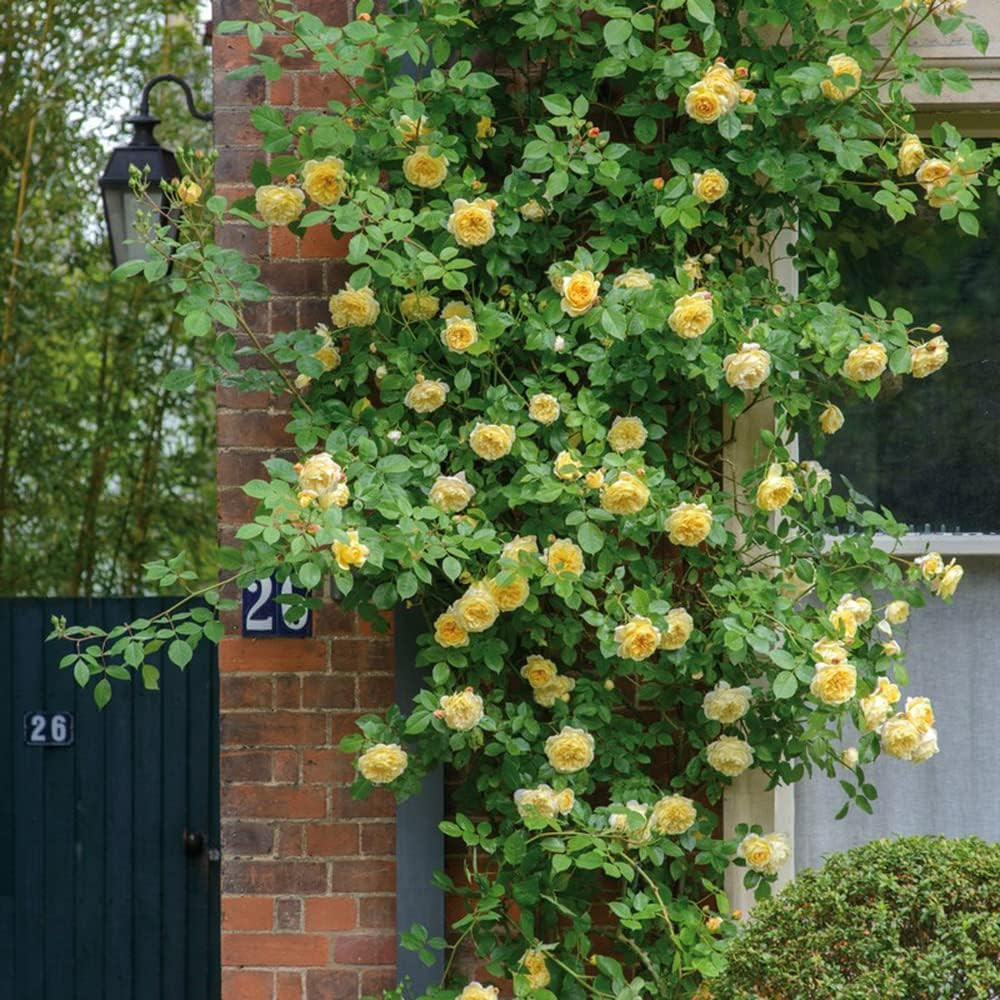 200+ Mix Climbing Rose Seeds for Planting Outdoors Ornamental Climbing Flowers R