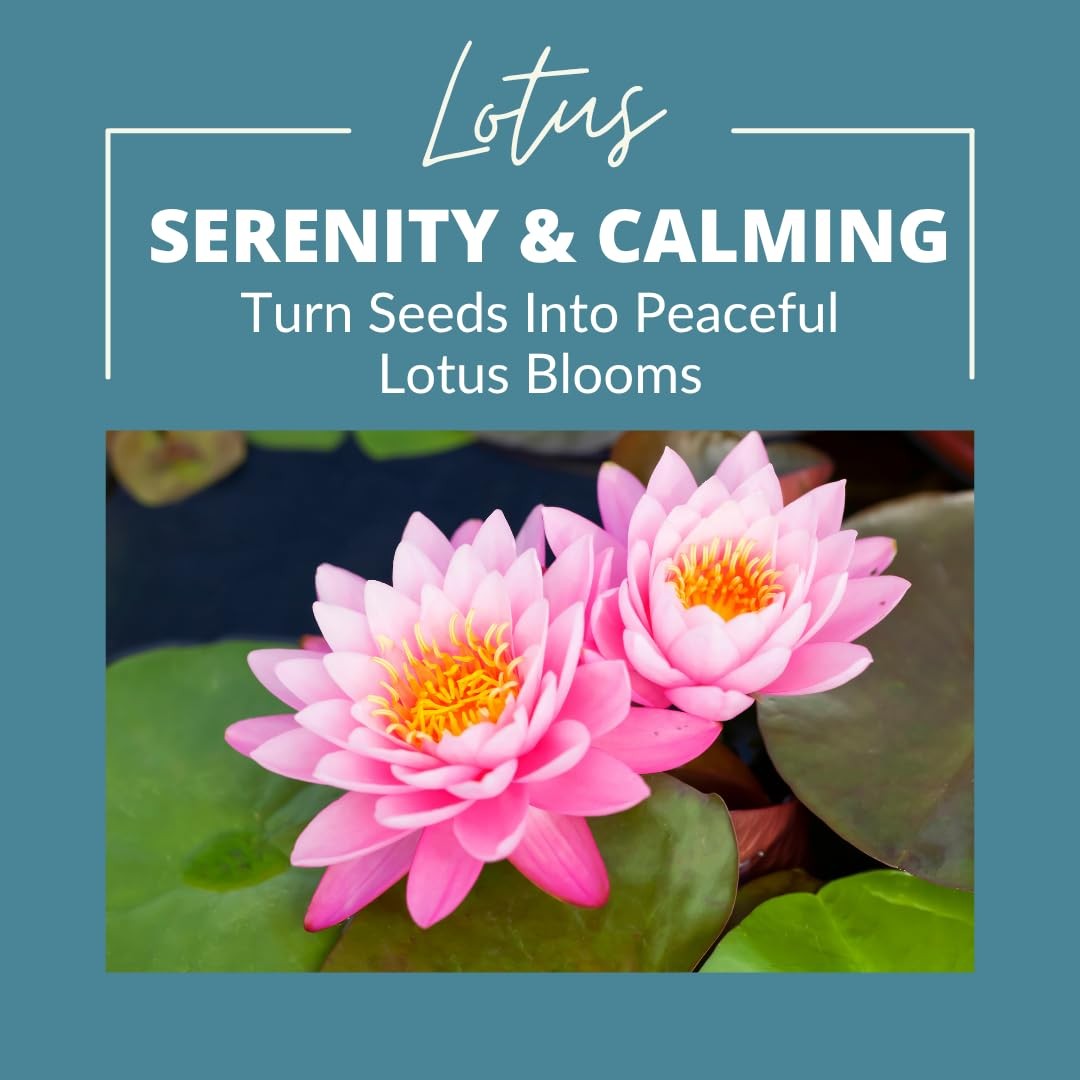 Lotus Seeds for Planting – 30 Pack Water Lotus Flower Seeds, Grow in Bowl, Ko…