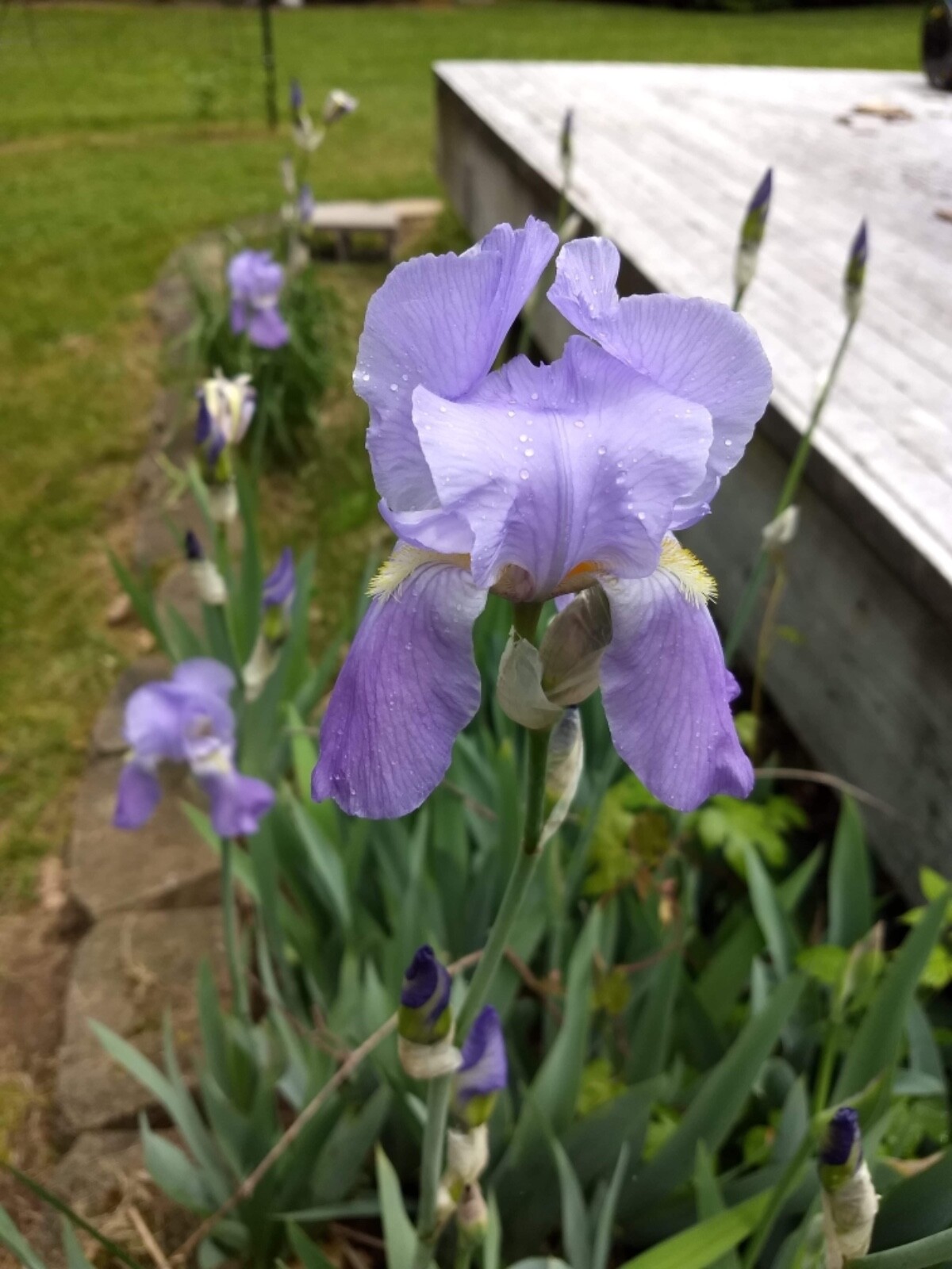 Light purple ,  bearded iris rhizomes, plants, bulbs