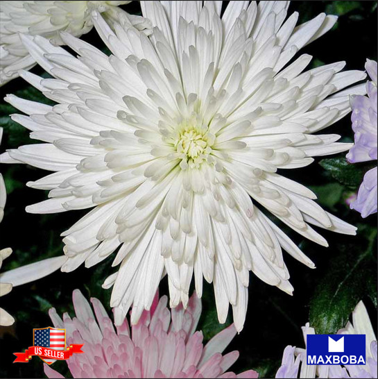 Aster Seeds Crego Giant Mixture Non-GMO