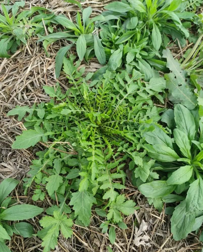 200 Lemon Thyme Seeds + 500 Shepherd’s Purse Seeds