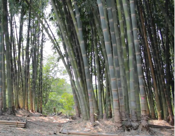 Dendrocalamus Strictus 10 Seeds, Male Bamboo, Solid Bamboo, Calcutta Bamboo