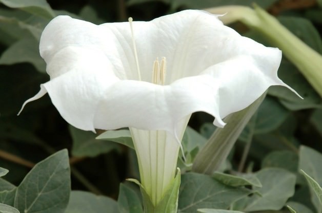 NIGHT BLOOMING WHITE MOONFLOWER SEEDS – LARGE FRAGRANT BLOOMS 2019 FALL HARVEST
