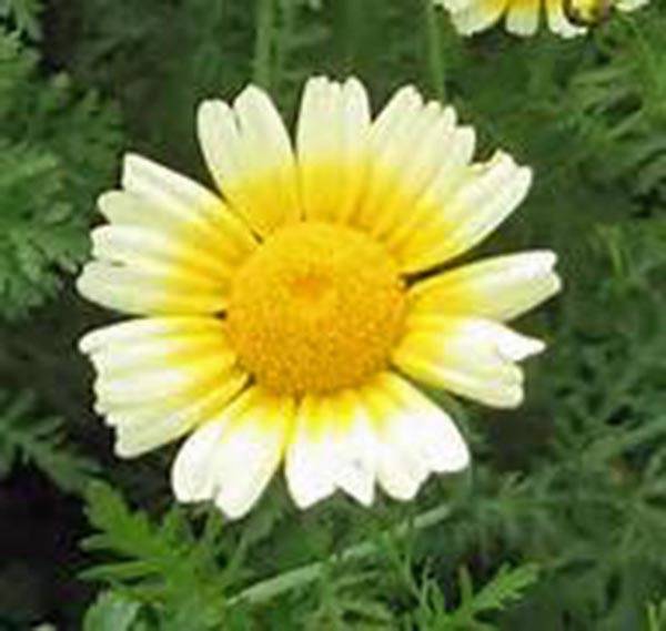 GARLAND DAISY 500+ SEEDS NEWLY HARVESTED