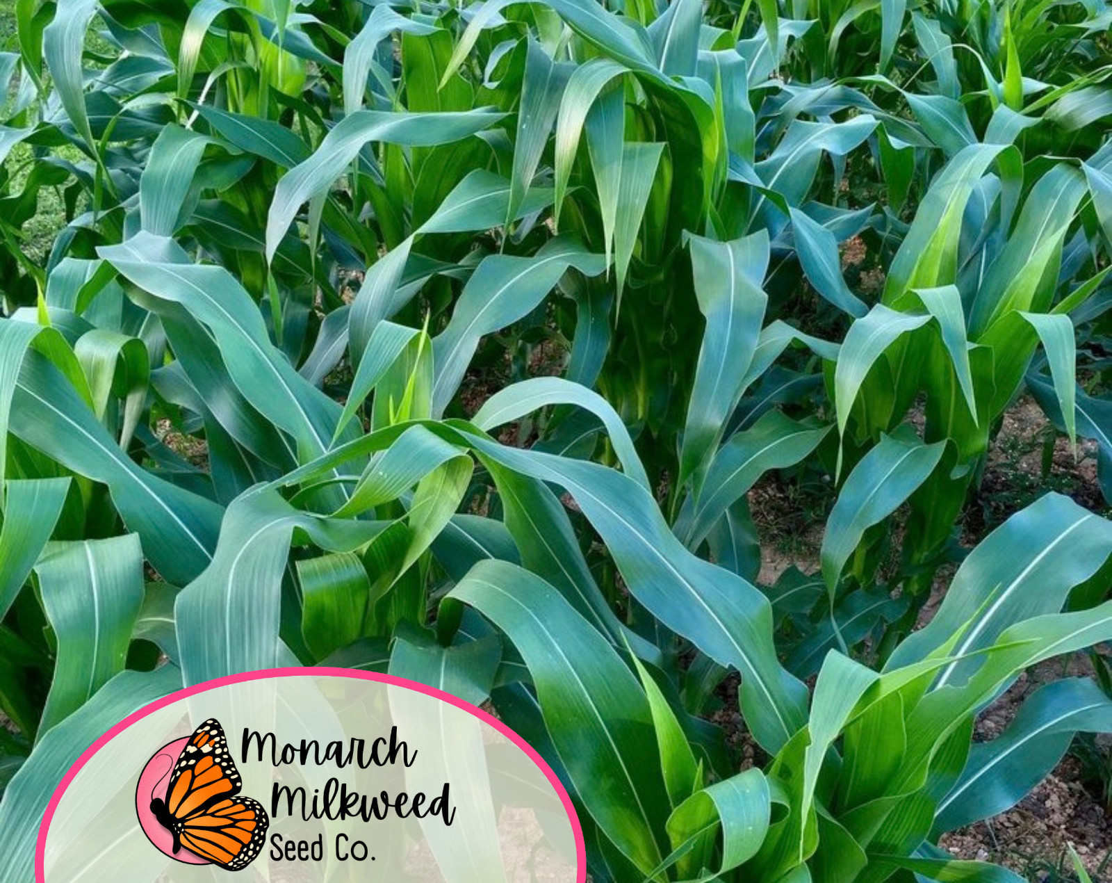 130+ White Corn Seeds ‘Country Gentleman’ | Heirloom, Non-GMO, Vegetable Garden