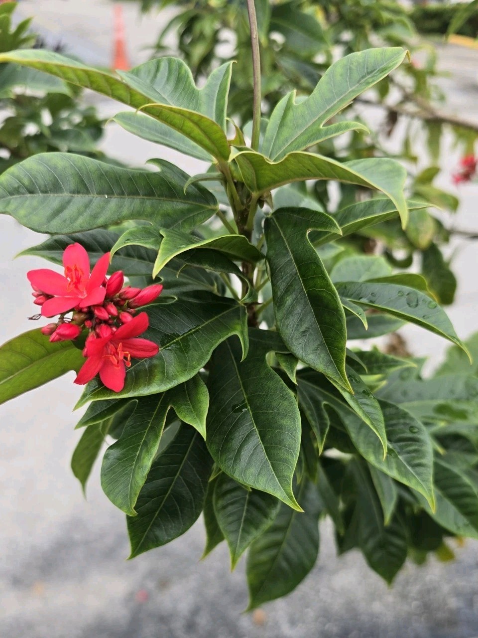 Tropical Red Jatropha ( Peregrina or spicy jatropha) 6 Fresh Cuttings 10″ Inc
