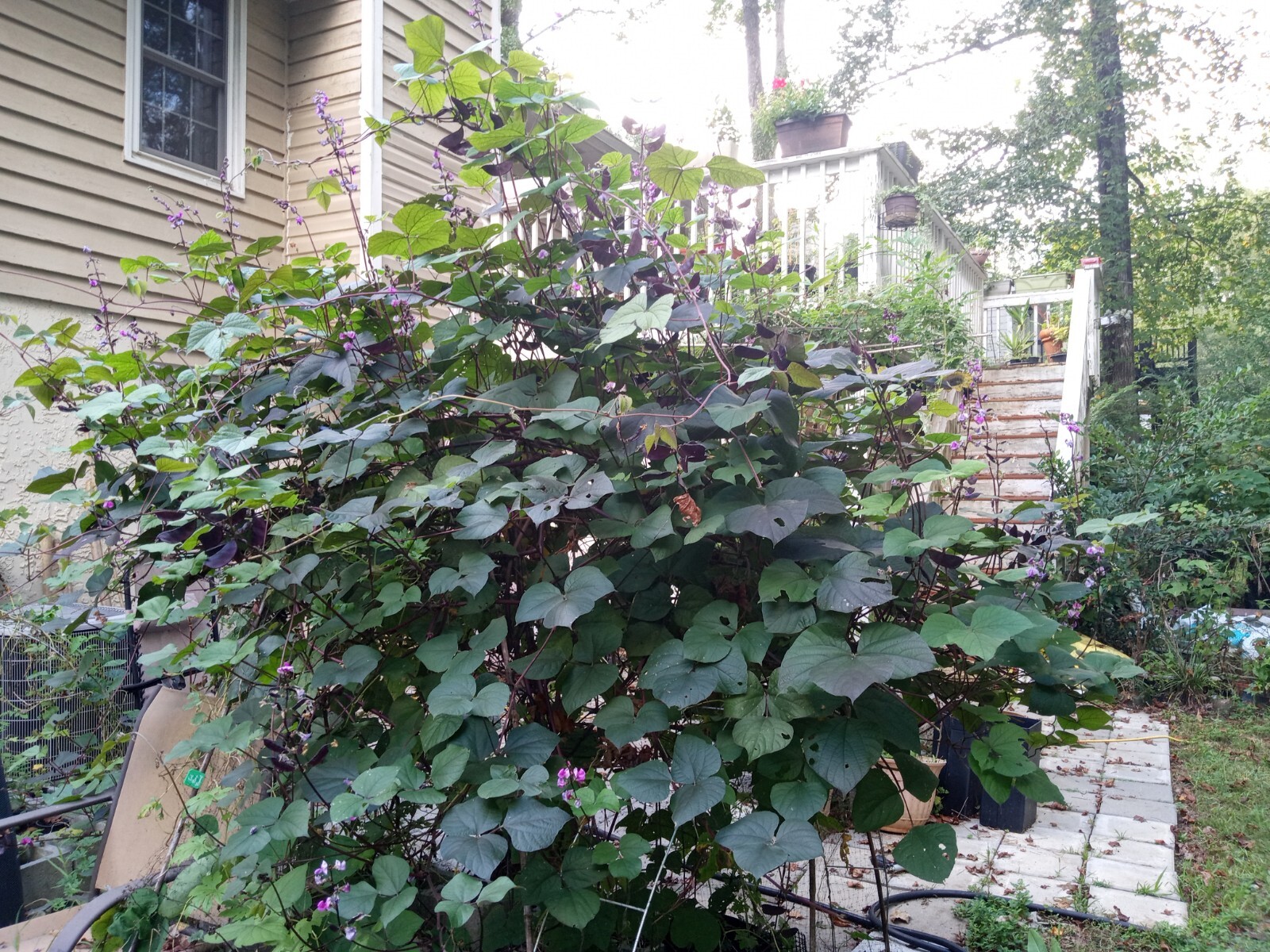 20 Purple Hyacinth Bean Seeds(Lablab purpureus) Grown In USA.