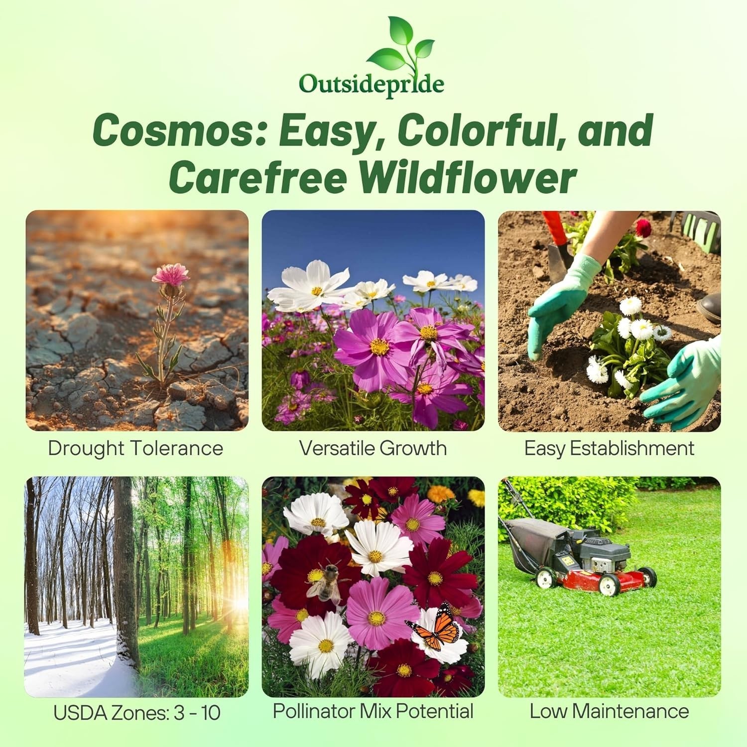 1 lb. Cosmos Bipinnatus Seeds – Low-Maintenance, Pollinator-Friendly Flowers