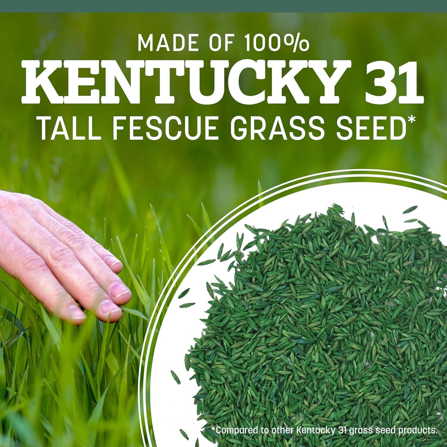 Thick Blades for Summer: Tall Fescue Grass Seed