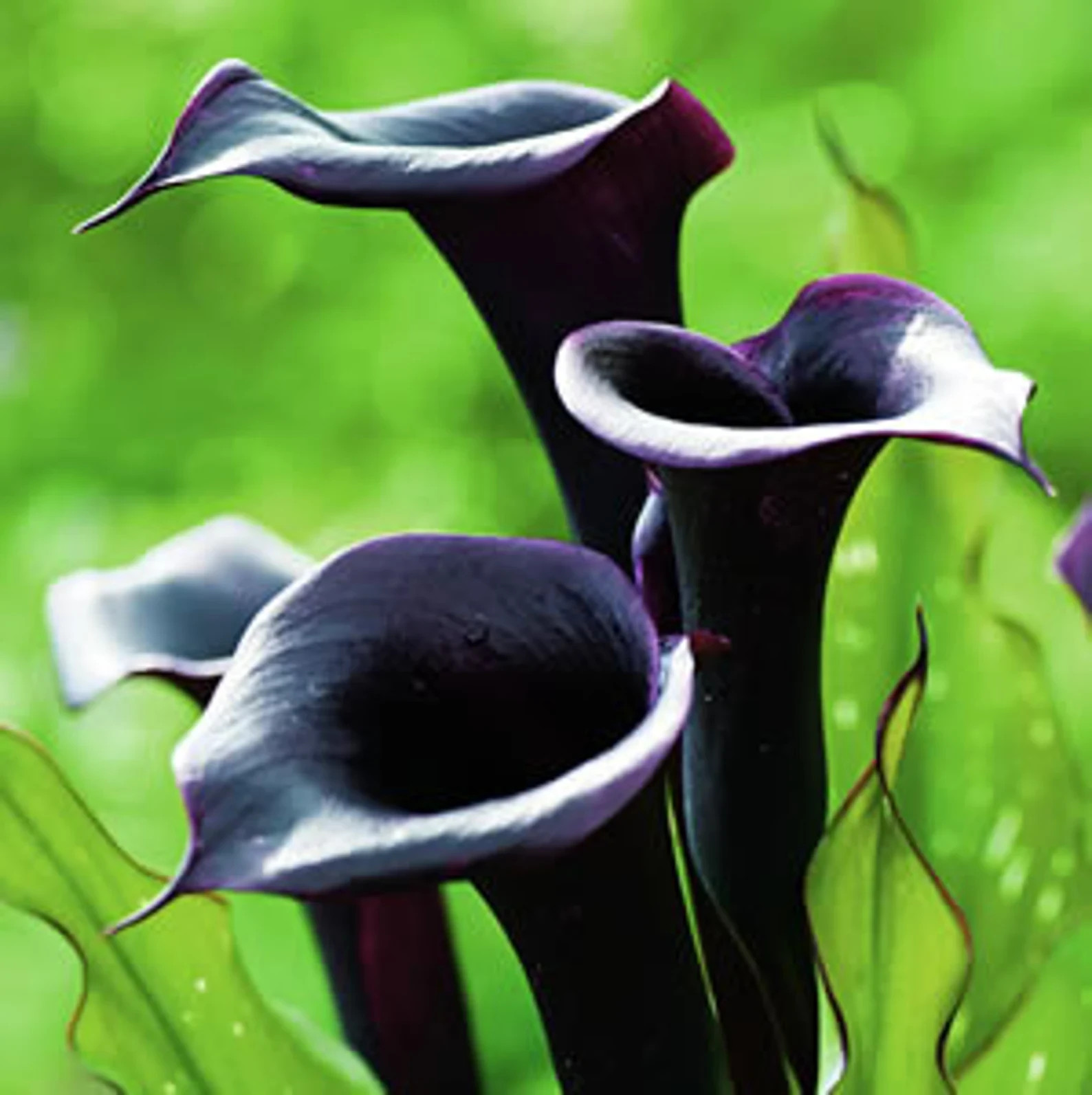 5 Black Calla Lily Bulbs- USA farm and company
