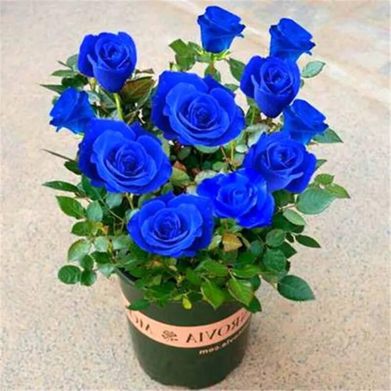 20 EXOTIC RARE ROSE SEEDS home garden flower plant bush diy sun Rosas hybrid USA