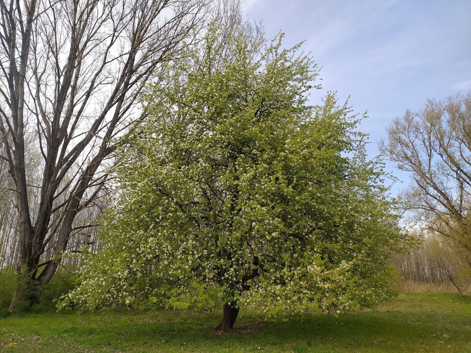 European Pear | Premium Seeds | Pyrus communis ‘Fruit’ | Plants’®