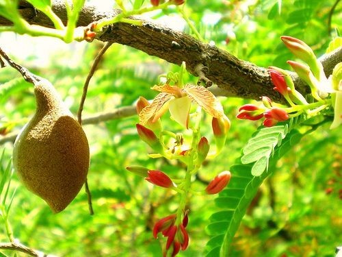 Tamarindus Indica 10 Seeds, Ornamental Tamarind Medicinal Edible Fruit Tree