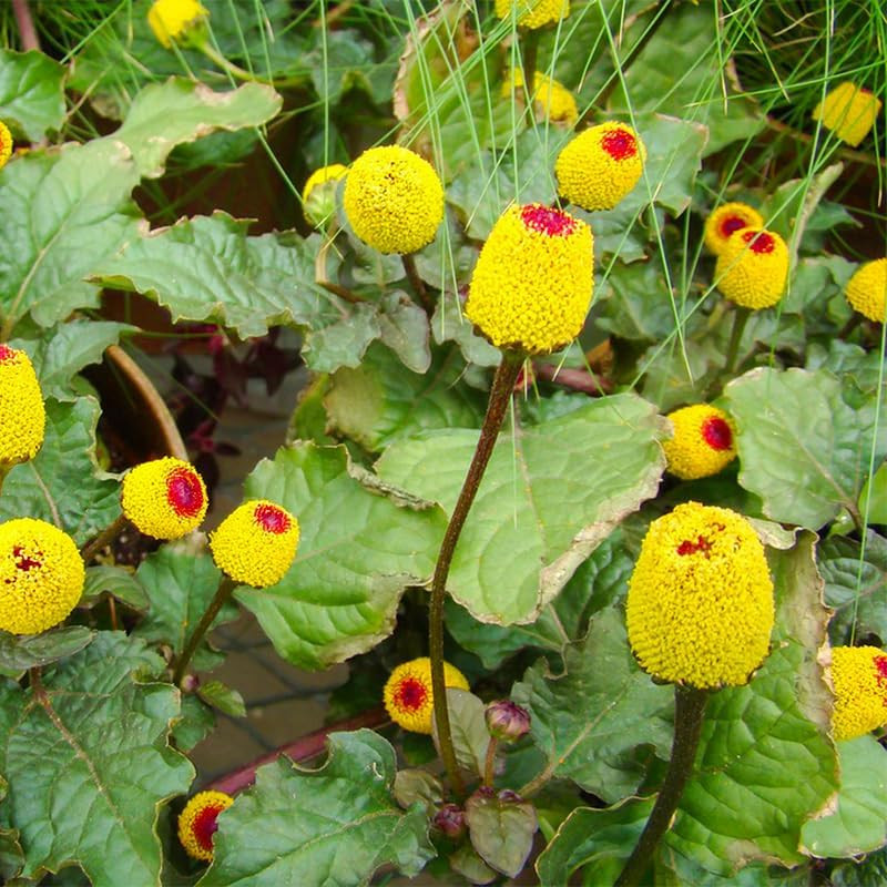 160+ Annual Toothache Plant Seeds for Planting Outdoors-Heirloom Non-Gmo Annual