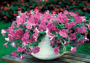 Petunia Wave Lavender 100 seeds