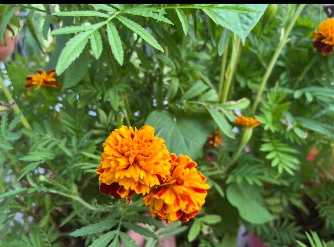 Marigold Seeds – 1 Cup – Fast-Growing & Easy to Care For! 🌼🌱
