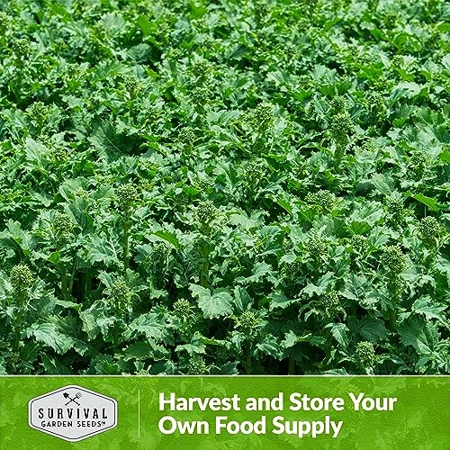 San Marzano Raab Broccoli Rabe Seeds for Planting – Italian Heirloom Rapini 1
