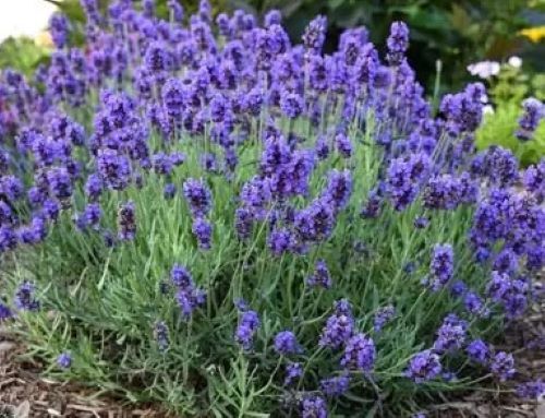 400+ Vera Lavender Seeds English Lavender Herb True Lavender Perennial Herb USA