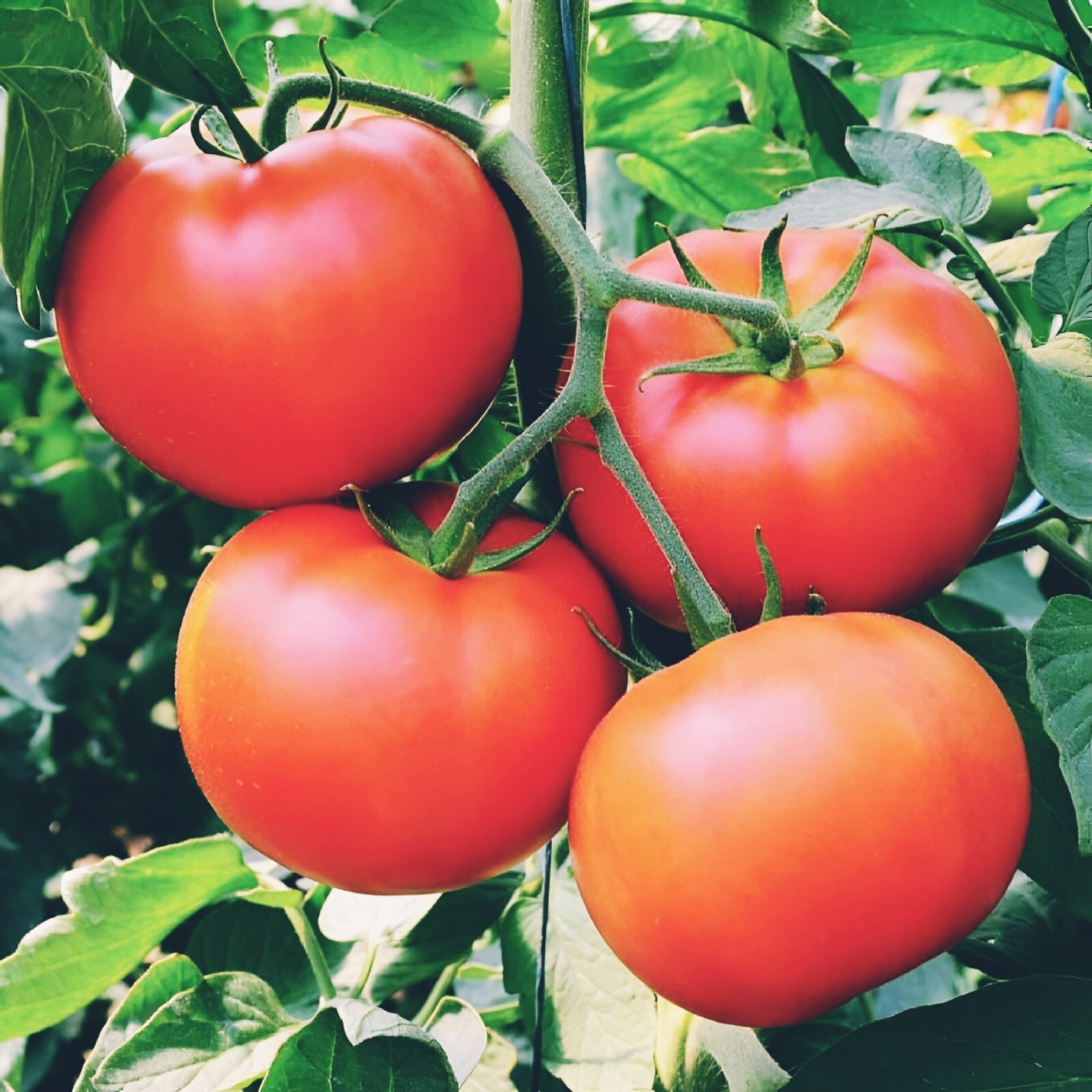 Homestead Tomato Seeds | heirloom | NON-GMO | 25+ Seeds|