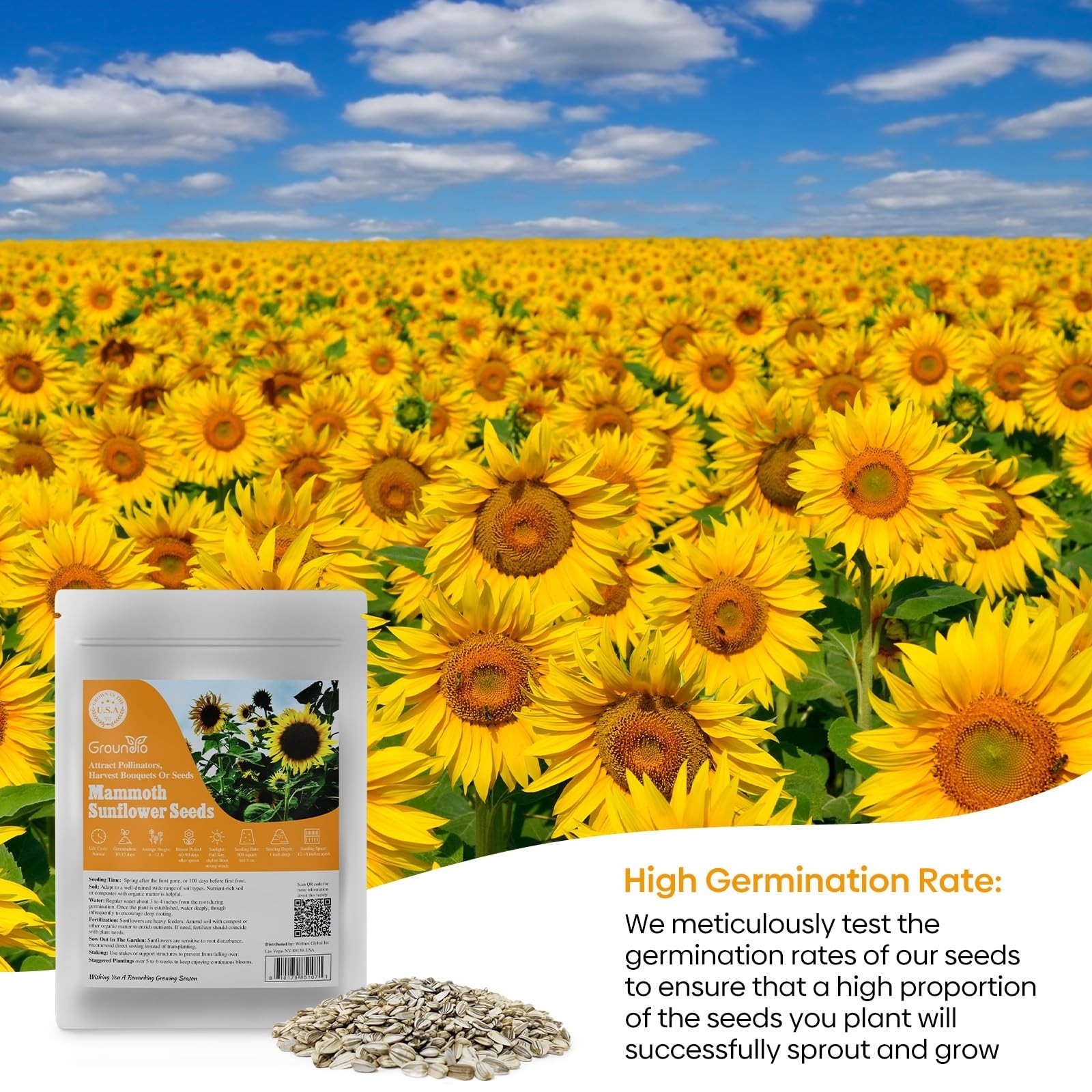 Giant Sunflower Seeds – 300+ Non-GMO Heirloom Seeds, 6-12 FT Tall, High Germinat