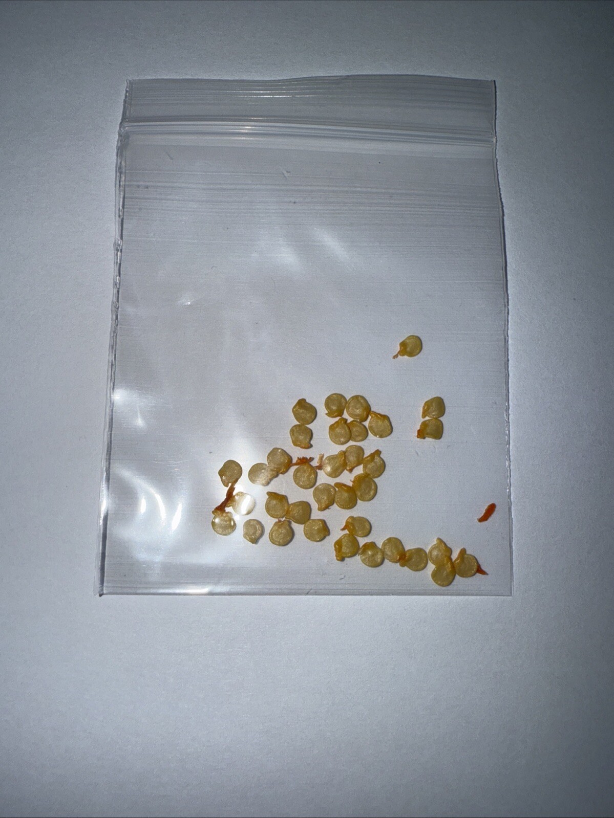 25 Trinidad Pimento Pepper Seeds, No Heat Great Flavor, Fresh Seeds, 5/10/26