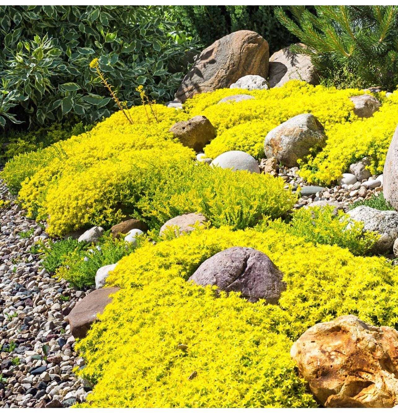 20+ seeds rare Golden Rock Cress Heirloom, Ground Cover Plants Easy to Plant an