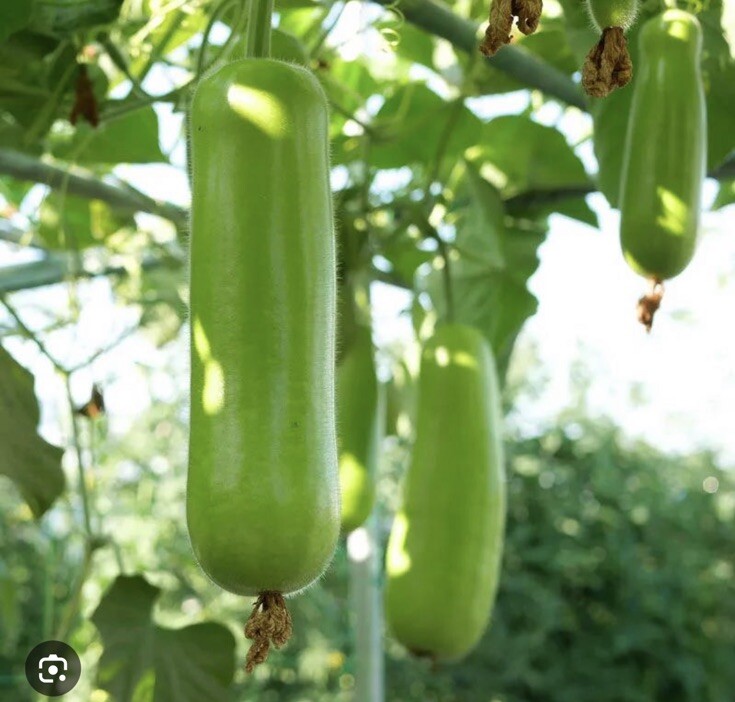 10+ Chinese Short Bottle Gourd Seeds. Non-GMO. Super Productive.