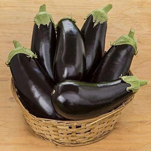 Michal F1 Hybrid Eggplant Seeds – Firm Fruits with an Excellent Shelf-Life.!!!!(