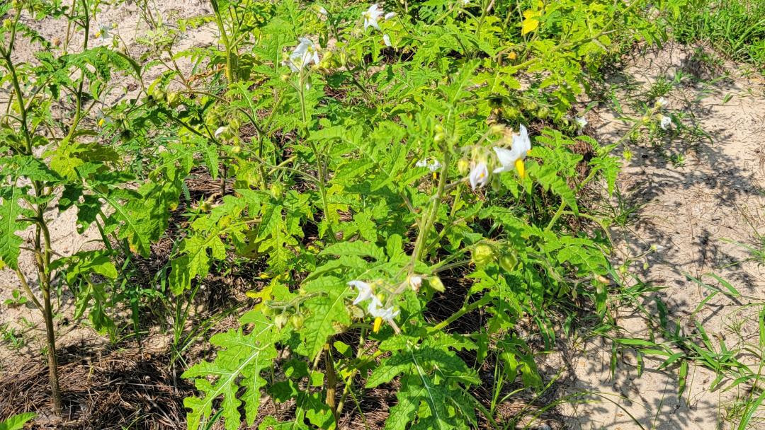 Litchi Tomato | 25 Seeds | Solanum Sisymbriifolium | Vila-Vila | Florida Garden