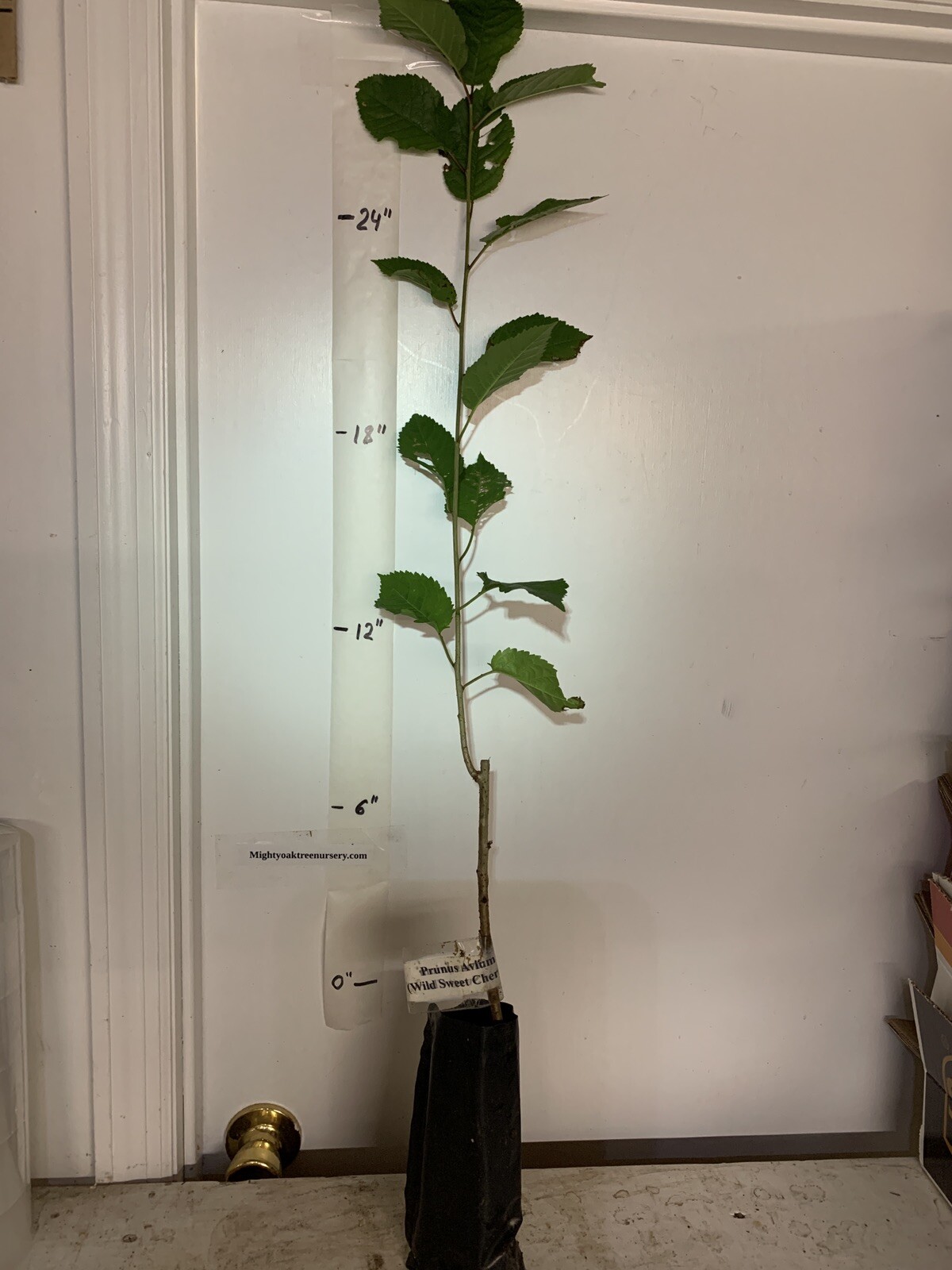 Prunus Avium (Wild Sweet Cherry) 1-2 year old plant rooted, bare root