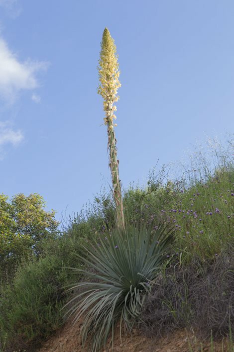 (500) Chaparral Yucca Seeds (Hesperoyucca whipplei)(Our Lord’s Candle)