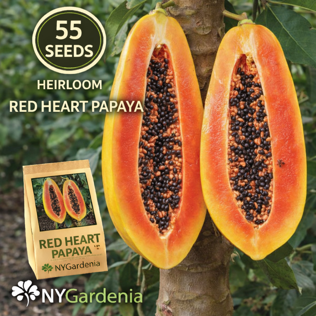 55 Red Heart Papaya Seeds Heirloom Tropical Fruit Garden Sweet Easy Grow