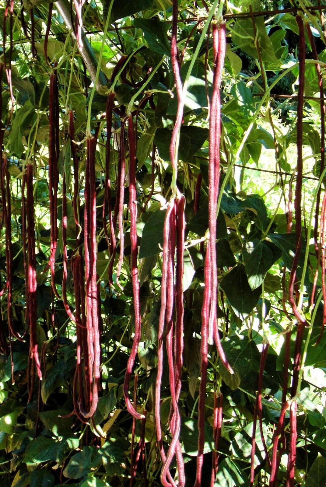 20+ Purple-red Yard Long Bean seeds Asian Chinese Noodle Bean String beans USA