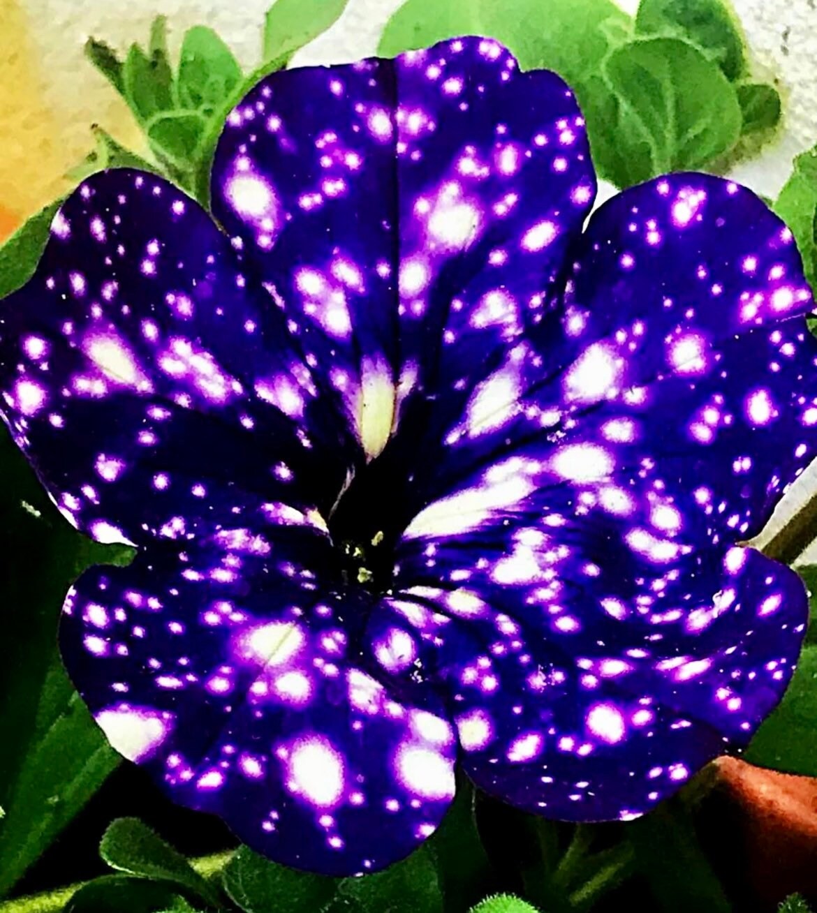Petunia Starry Sky Blue Seeds ~ Night Sky ~ Grow Your Own ~ Spring Flowers