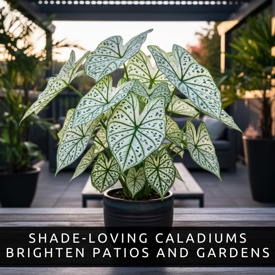 Vibrant Heart-Shaped Caladium Bulbs – 6 Easy-to-Grow Tropical Plants for Gifting