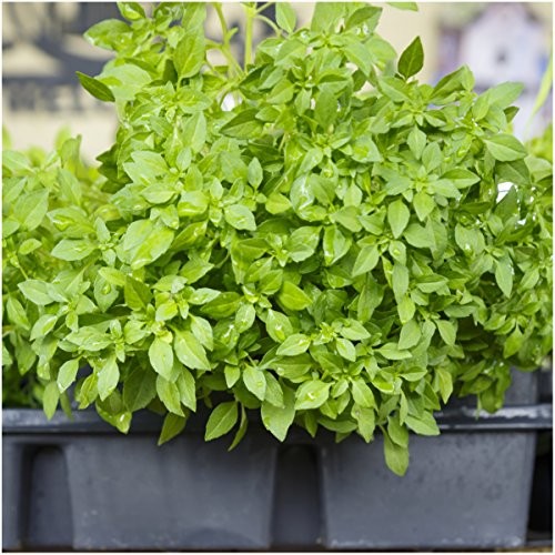 , Culinary Basil Herb Seed Packet Collection (8 Individual Basil Seed 8 Pack