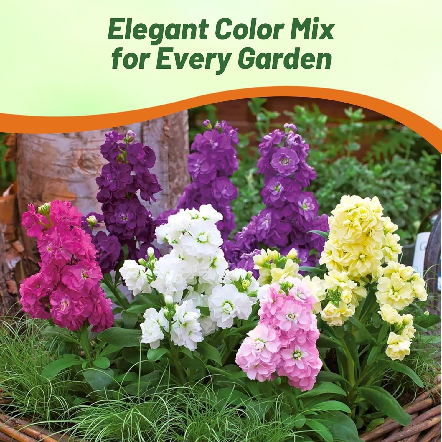 1000 Seeds Stock Seeds – Stock Ten Week Mixed Flower Seed