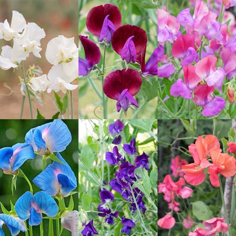 300+ Perennial Sweet Pea Flower Seed for Planting Outdoors-Non-GMO Mixed