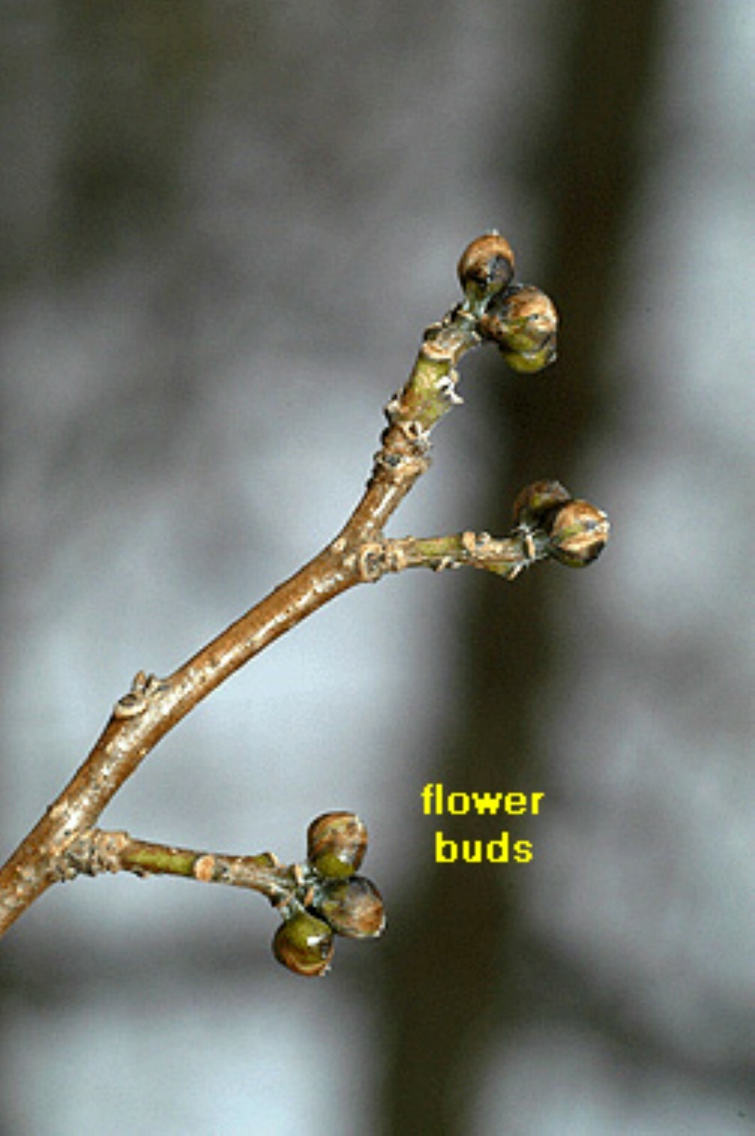 2 yo 12-18″ tall Northern Spicebush plant (Lindera Benzoin) bare root