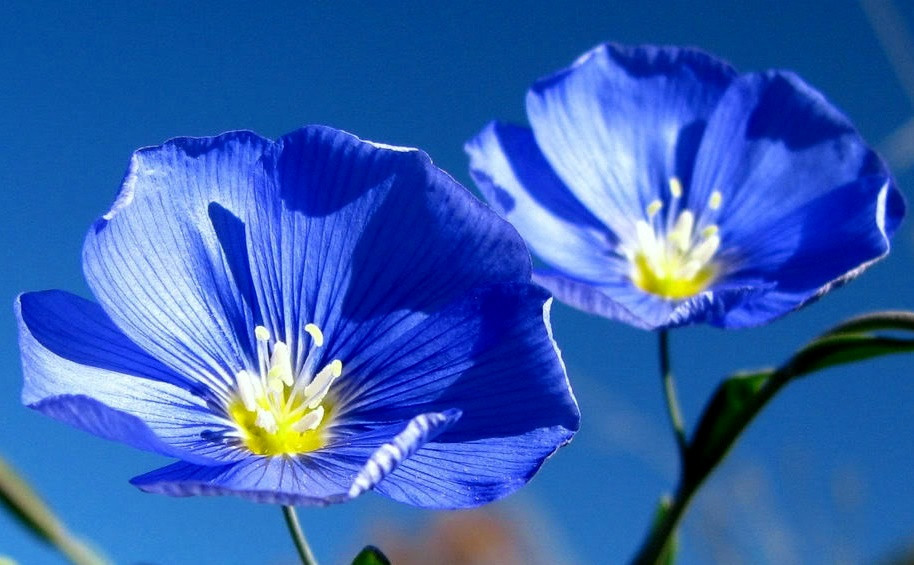 Blue Flax Seeds, Heirloom Wildflowers, Blue Flower Seeds, Drought Tolerant 75ct