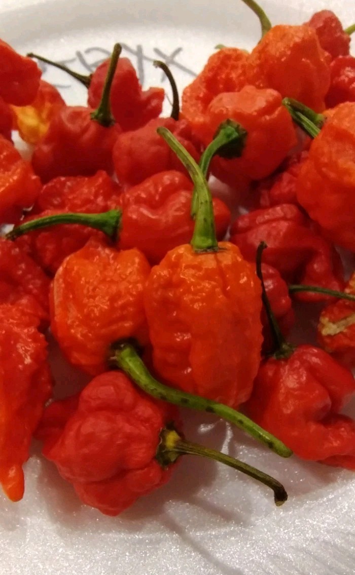 M.A. Wartryx (20 Seeds) Super Hot, Free Shipping