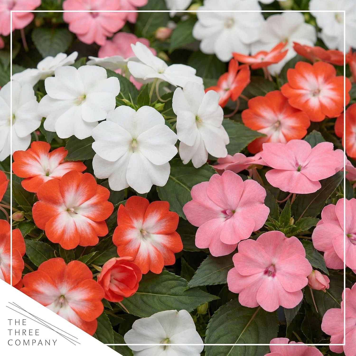 Live Flowering New Guinea Impatiens – Grower’S Choice Assorted Colors (3 Plants