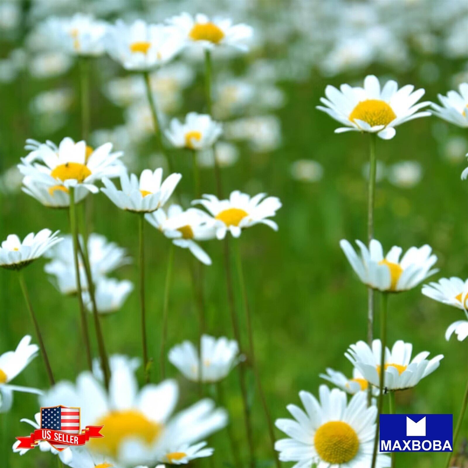 450+ Alaska Shasta Daisy Seeds Non-GMO BTGO 75% OFF