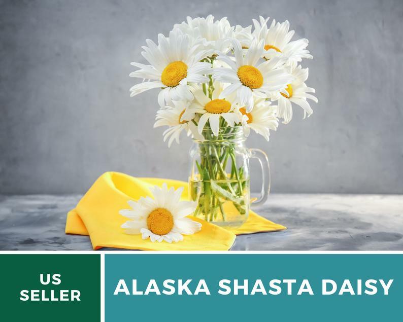 Daisy, Alaska Shasta – 100 Seeds – Easy to Grow Perennial – GMO Free
