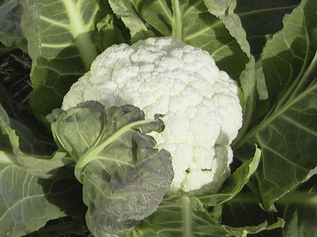 1,000 Cauliflower Seeds Self Blanche Seed 52 days