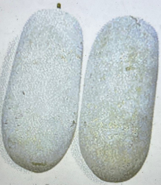 40 + Wax Gourd Seeds, Winter Melon Seeds, Benincasa Hispida