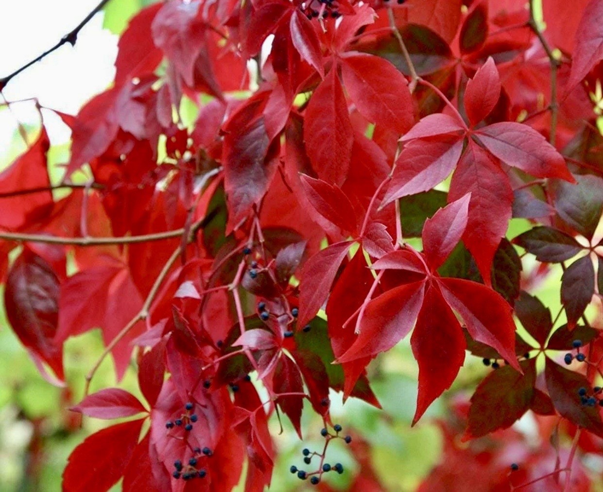 Beautiful Virginia creeper (Parthenocissus quinquefolia) 4 Live Plants BR
