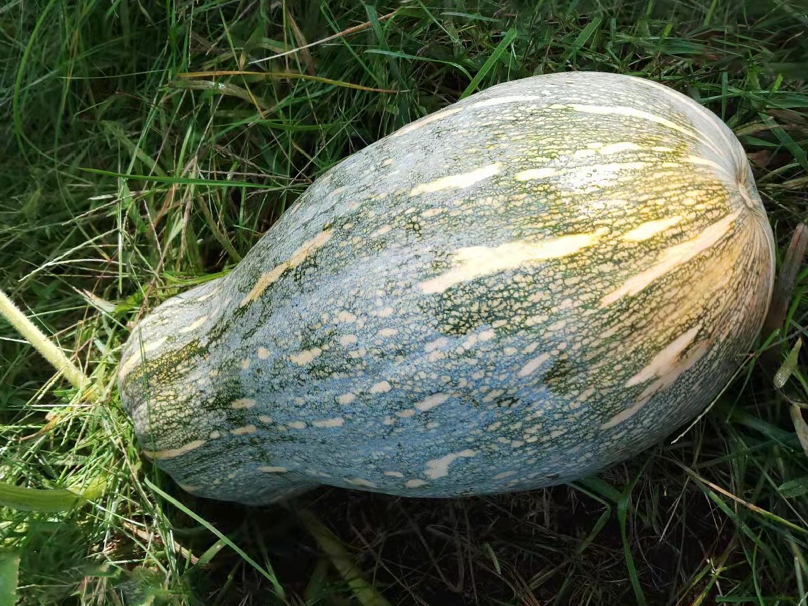 Rare Chinese Pumpkin 中国南瓜: 12 Organic Heirloom Seeds – Healthy, Sweet & Tender