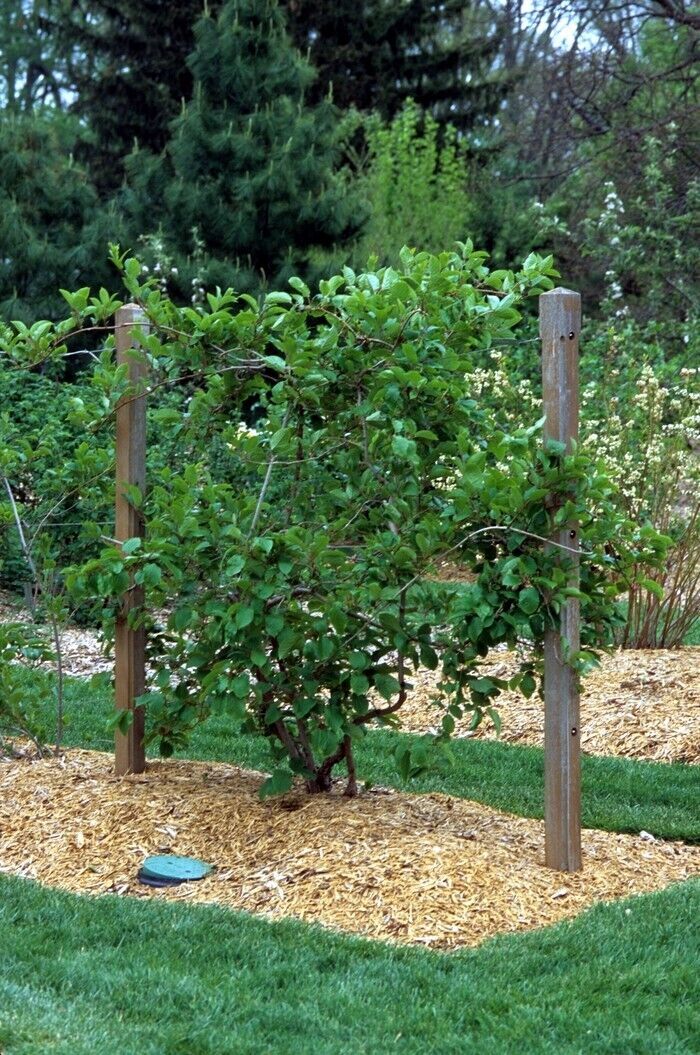 Kiwi Berry (Actinidia Arguta Issai) Seeds | Cold Hardy | Kiwiberry Sz: 10-100