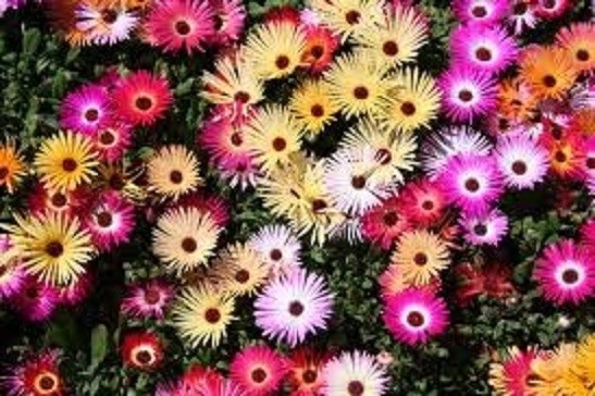 250 Seeds Livingstone Daisy Mix Flower Seeds Daisy Seeds
